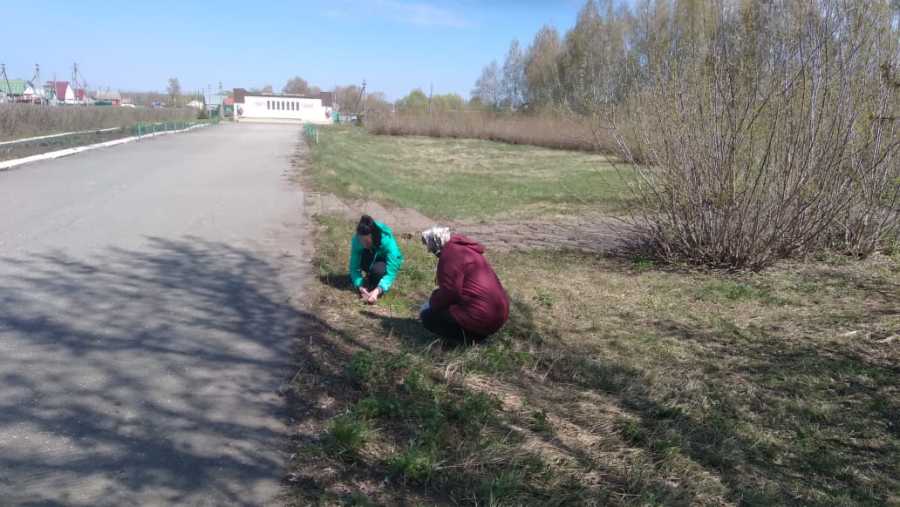 Чистое село