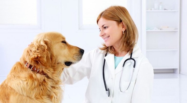 День ветеринарного работника