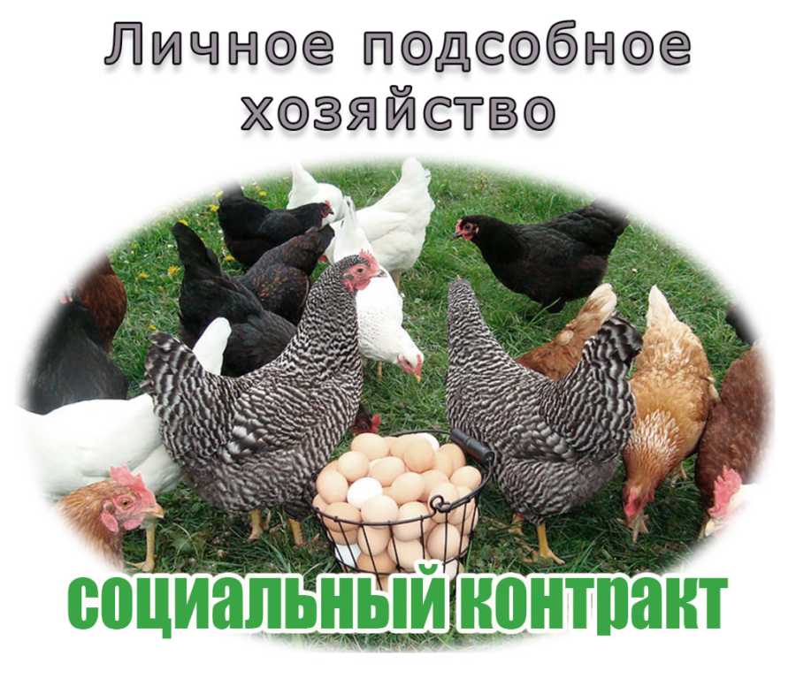 СОЦИАЛЬНЫЙ КОНТРАКТ НА ВЕДЕНИЕ ЛИЧНОГО ПОДСОБНОГО ХОЗЯЙСТВА