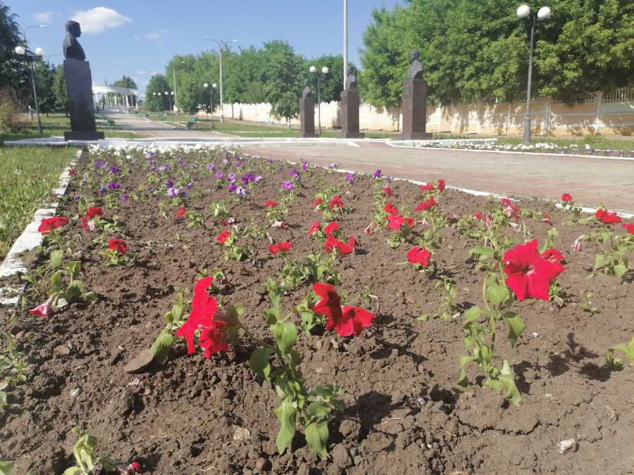 РУЗАЕВКУ УКРАСЯТ 25 ТЫСЯЧ ЦВЕТОВ